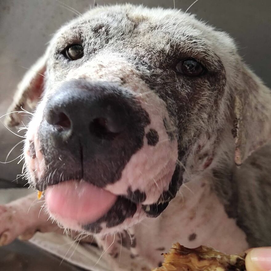 Hairless Dog Found By Gas Station Becomes A Fluffy, Lovable Giant