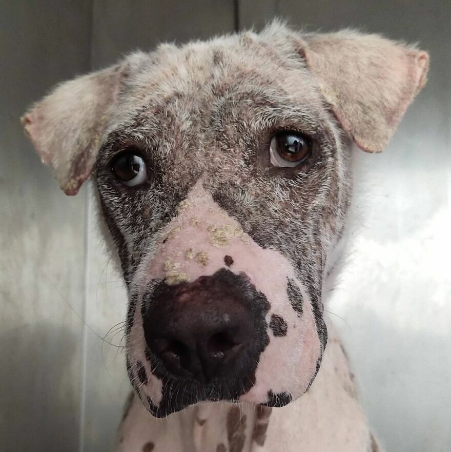 Hairless Dog Found By Gas Station Becomes A Fluffy, Lovable Giant