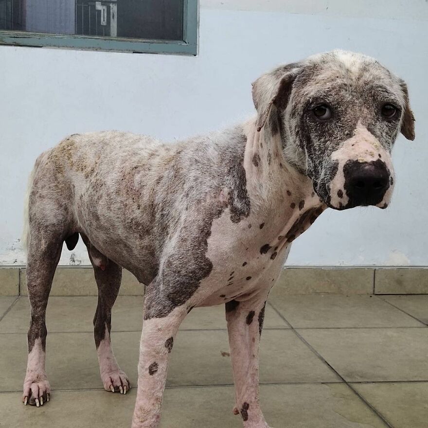 Hairless Dog Found By Gas Station Becomes A Fluffy, Lovable Giant