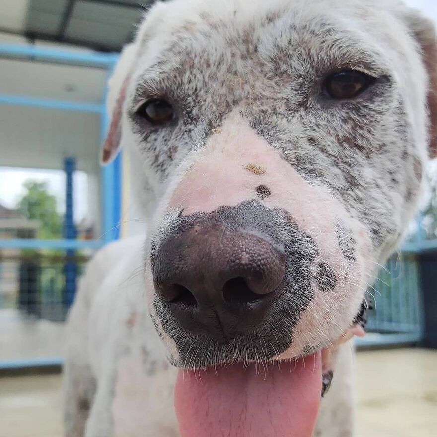 Hairless Dog Found By Gas Station Becomes A Fluffy, Lovable Giant Hairless Dog Found By Gas Station Becomes A Fluffy, Lovable Giant