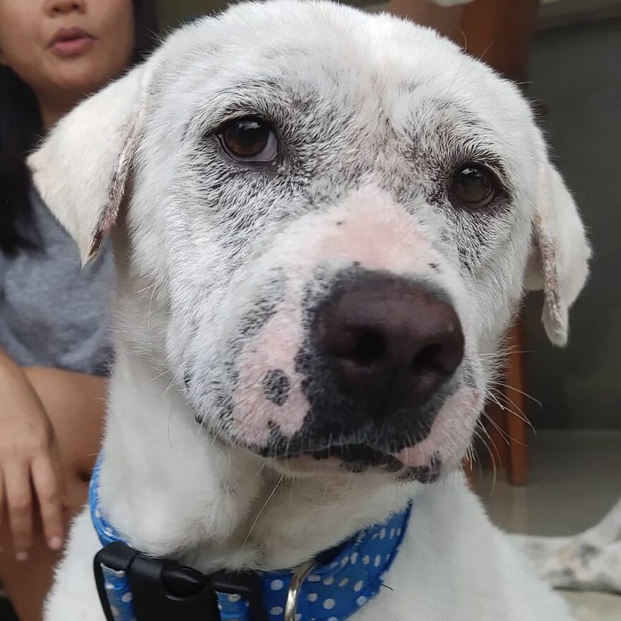 Hairless Dog Found By Gas Station Becomes A Fluffy, Lovable Giant