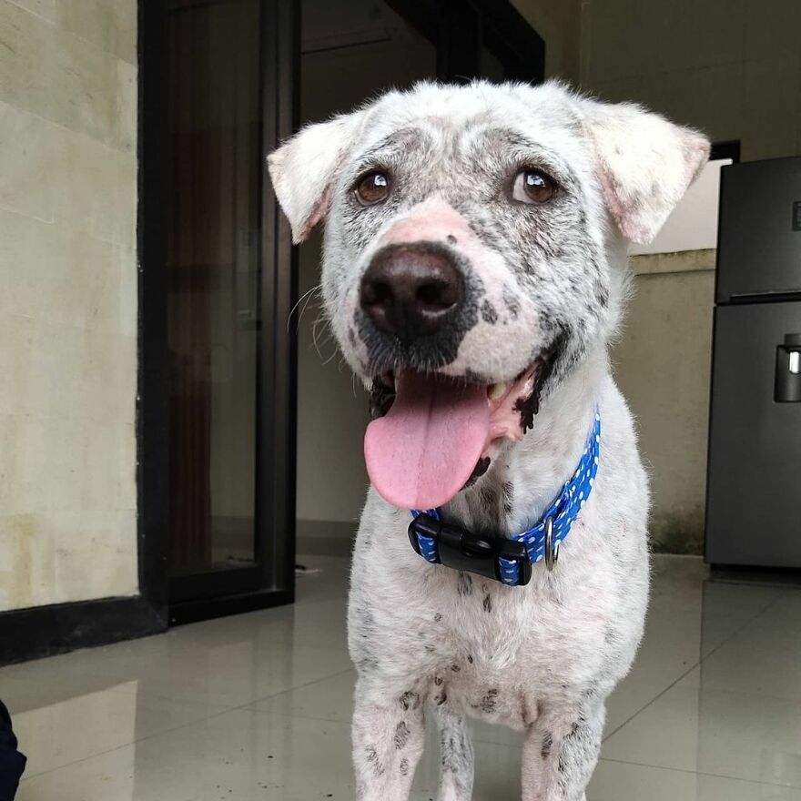 Hairless Dog Found By Gas Station Becomes A Fluffy, Lovable Giant