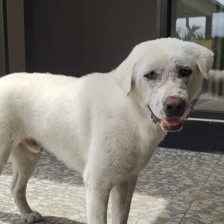 Hairless Dog Found By Gas Station Becomes A Fluffy, Lovable Giant