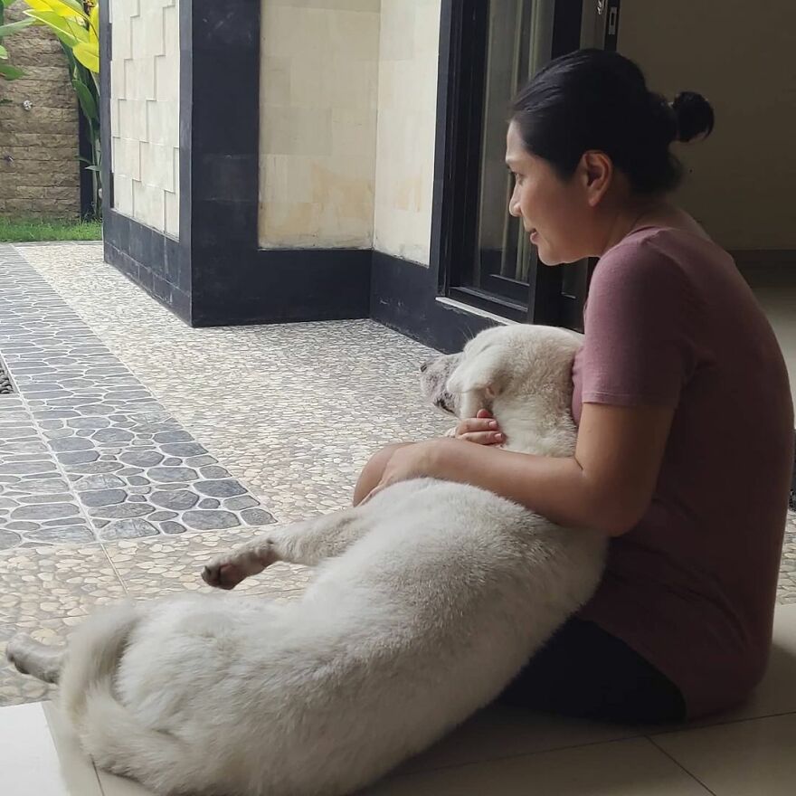 Hairless Dog Found By Gas Station Becomes A Fluffy, Lovable Giant