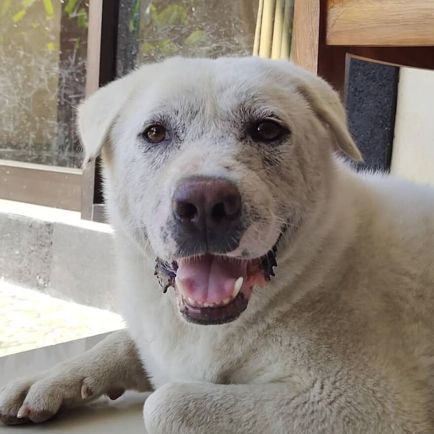 Hairless Dog Found By Gas Station Becomes A Fluffy, Lovable Giant