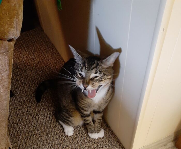 Did You Mean Mad (Angry) Or Mad (Insane)?