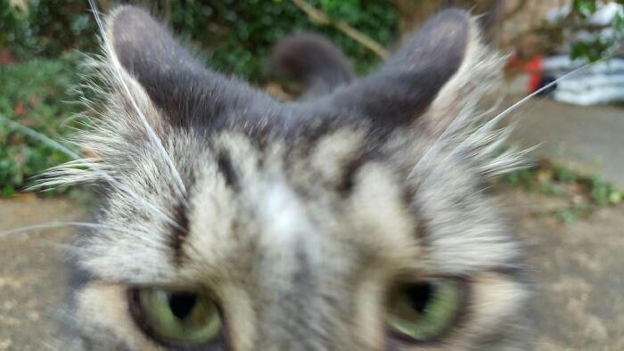 Does Not Care For The Paparazzi