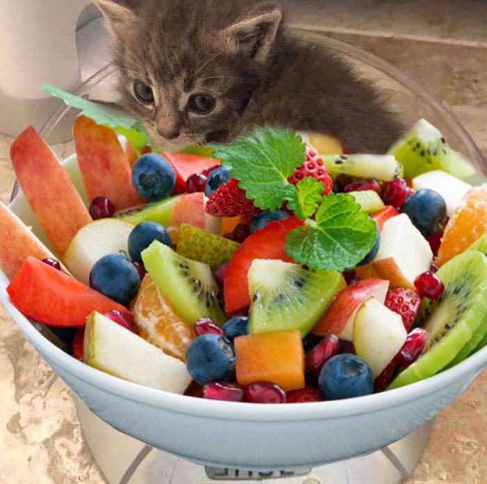 Cat Salad