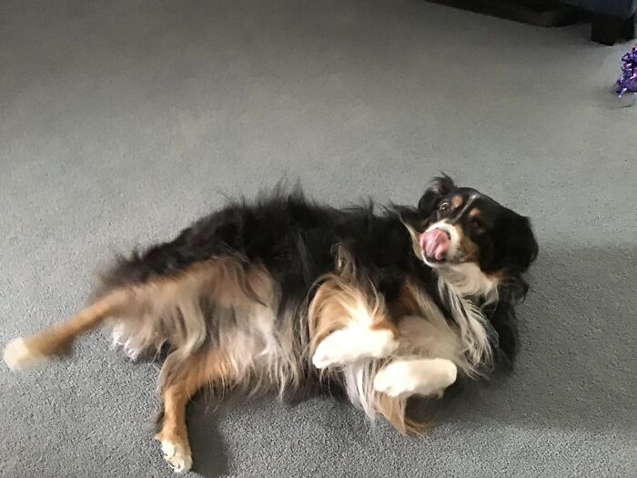 Jack Rolling Around With His Tongue Out