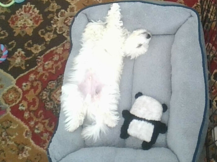 My Silly Pupper (With His Panda Toy)