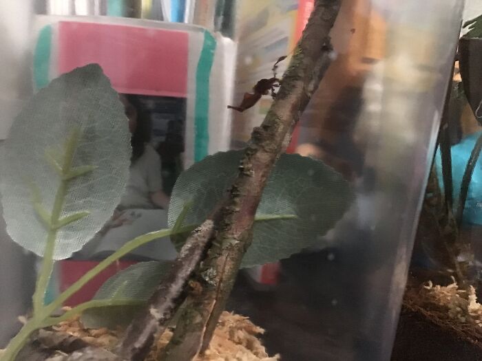 This Is Kellpie The Baby Preying Mantis. In The Background, Is My Jumping Spider Fluff. I’m A Big Insect Collector