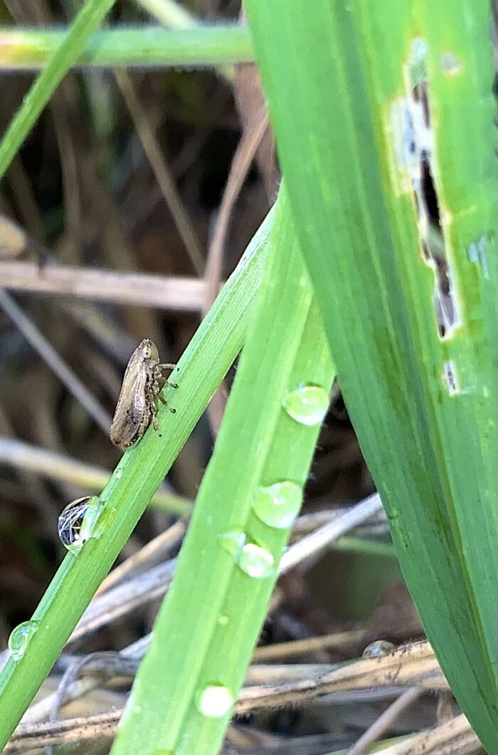 A Froghopper, They Look Like A Tiny Frog And Hop Like One!