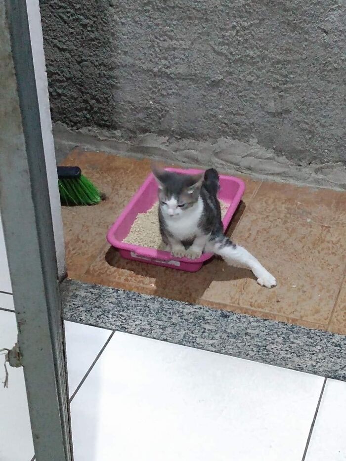 How To Be Fancy When Pooping