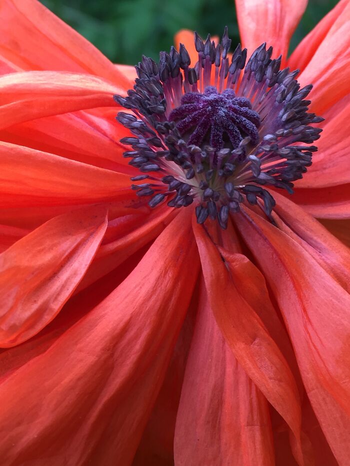 I Was Sad The Poppies Were Open, But I Got This Fantastic Pic! One Of My Faves!