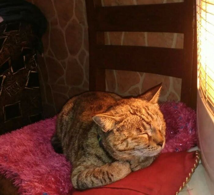 This Is "Kitty" Loaf. She Loved Baking In Winters Like This. I Miss Her So Much. 2010-2021.