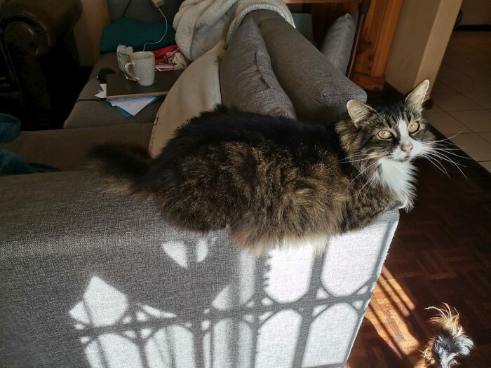 Jackson My Little Girl