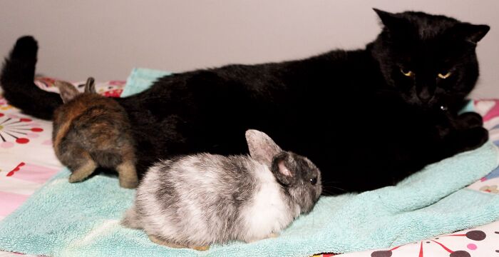 Spiral Being A Protector For The Bunnies