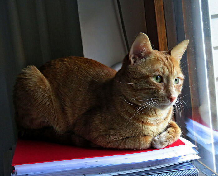 I Hope This Counts As A Cat Loaf Position 🥰