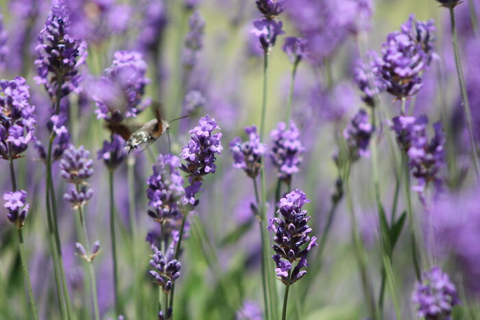 In My Lavender