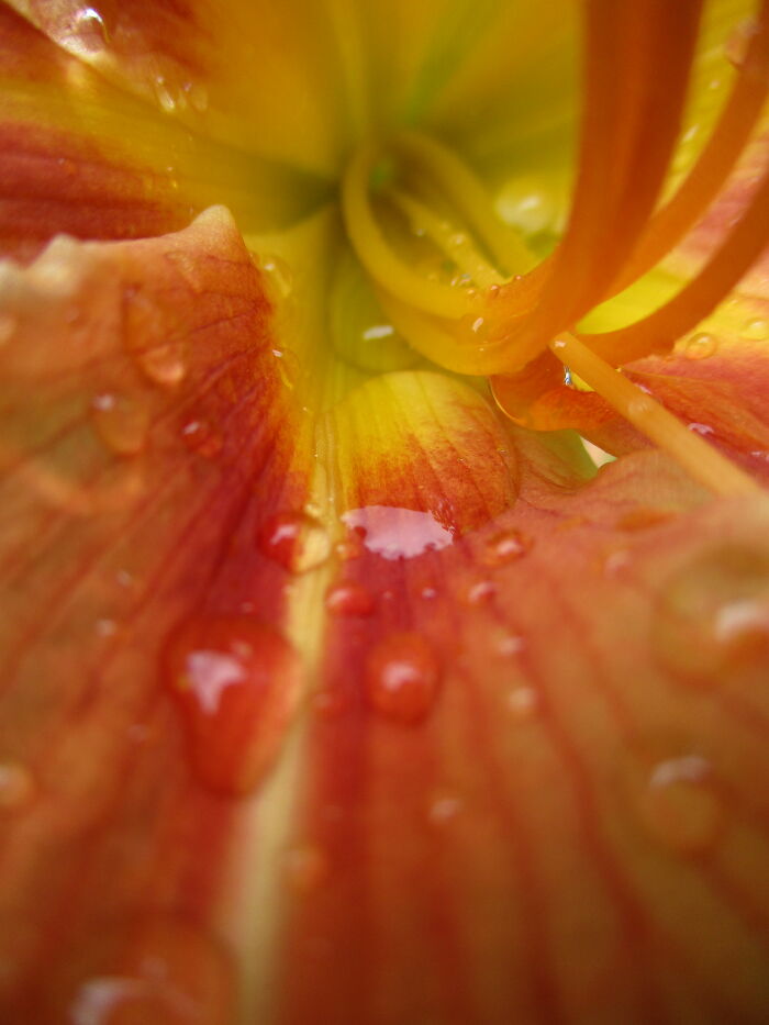 Macro Of A Daylily After Rain