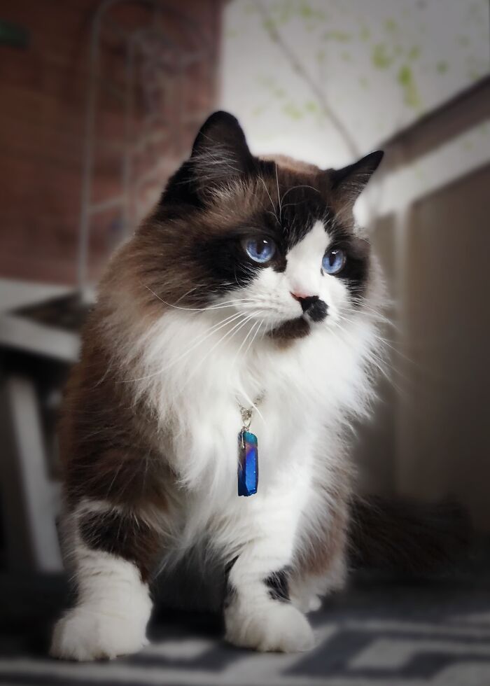 Mera, Found Her Abandoned In A Forest A Few Years Ago