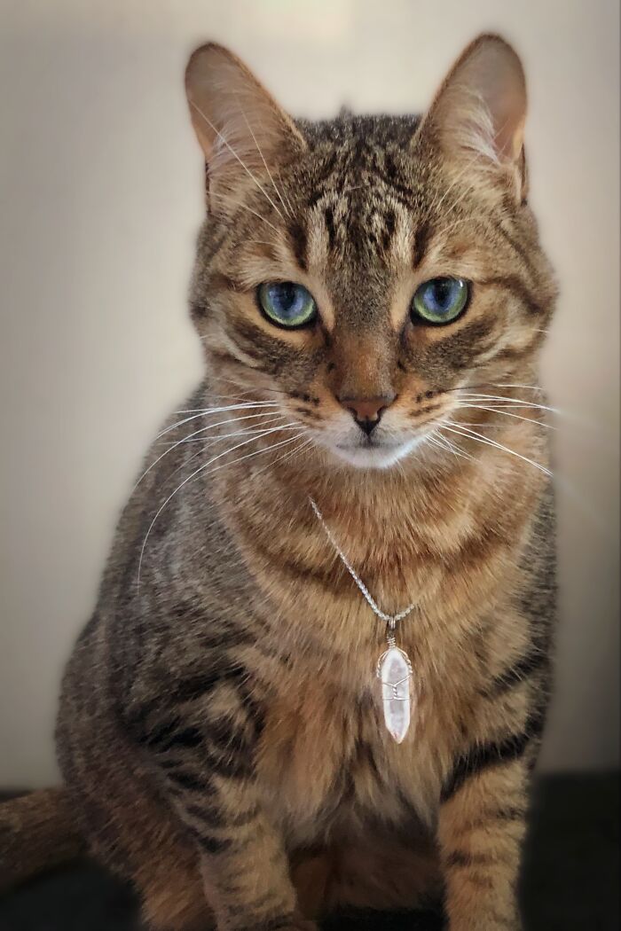 My Rescue Who Was Born In A Shed, Auster