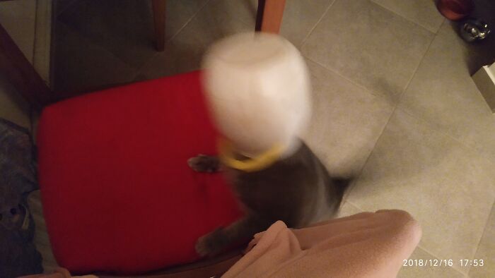 Stuck His Head In His Food Container And Fell Off The Chair🤣