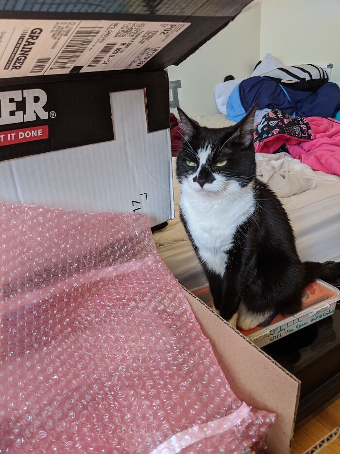 "This Crinkly Snack Is Subpar, Human. Fetch Me A Replacement"