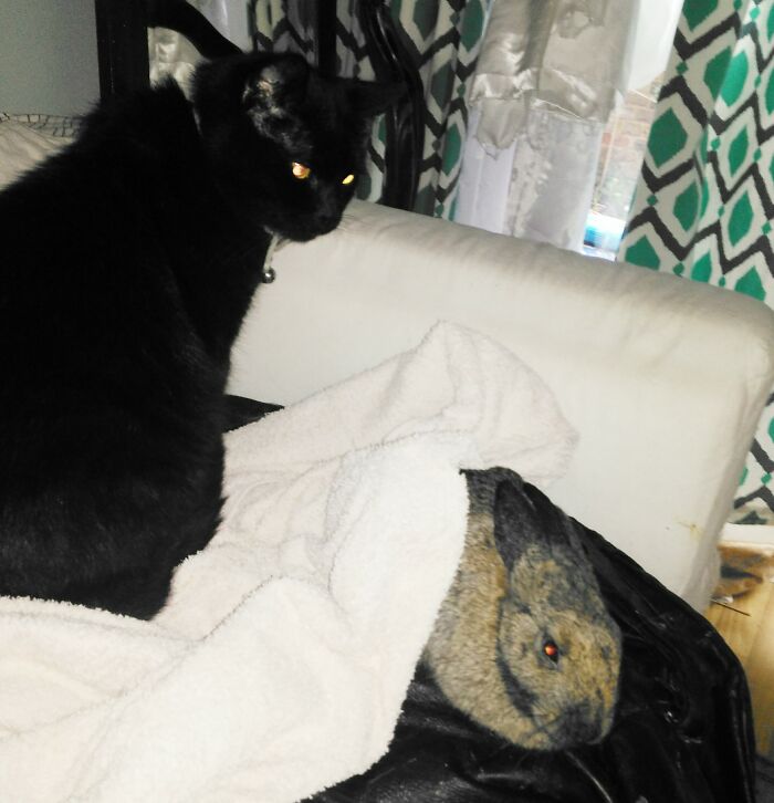 Ziggy Wants The Lilly Off The Sofa