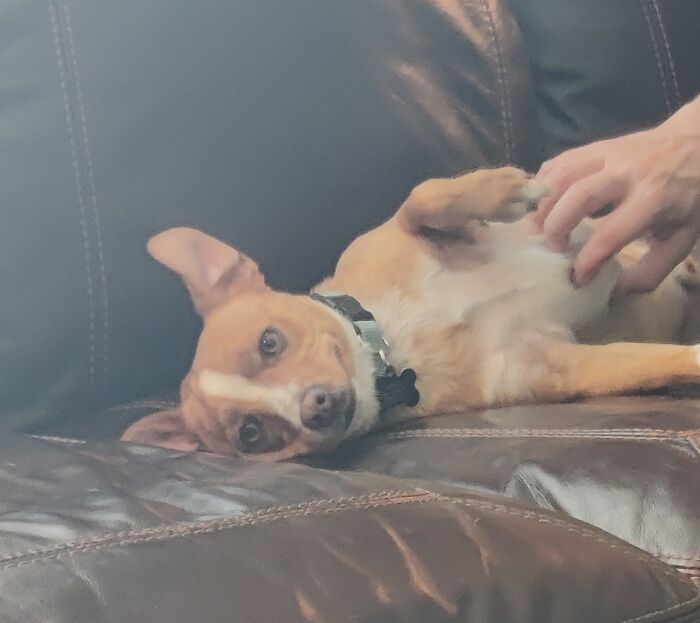 This Is Rex, He Loves Belly Rubs