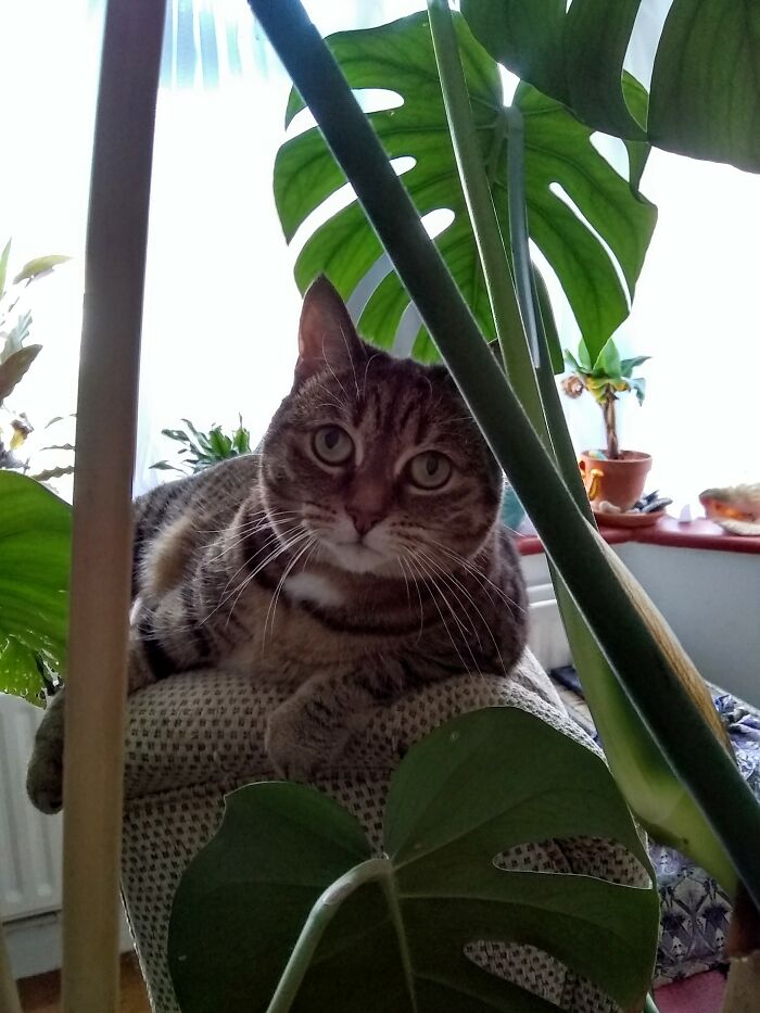 Louise Brooks, Jungle Girl