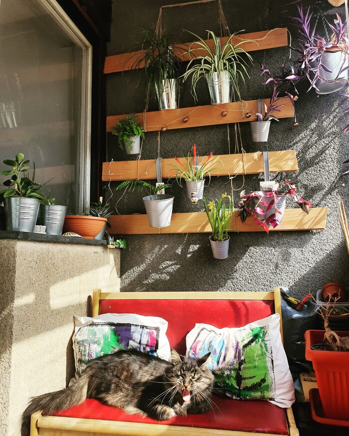 My Cat And My Plants