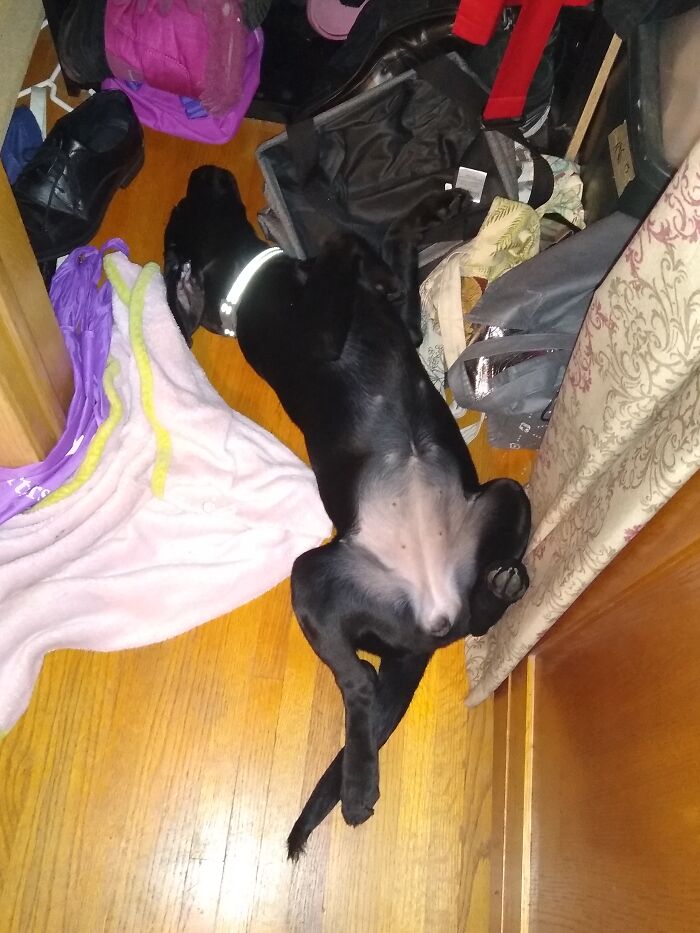 My Puppy Esther Sleeping ❤️❤️❤️❤️❤️