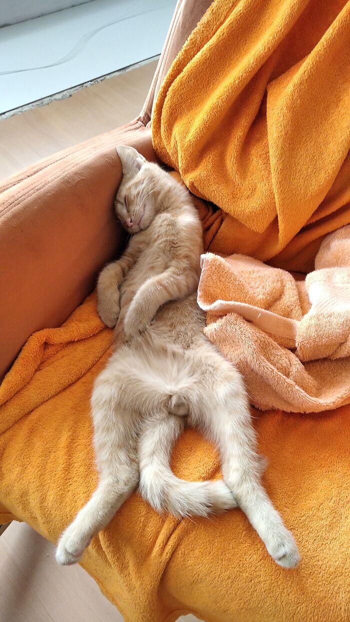 His Name Is Kari And He Is Just Napping.