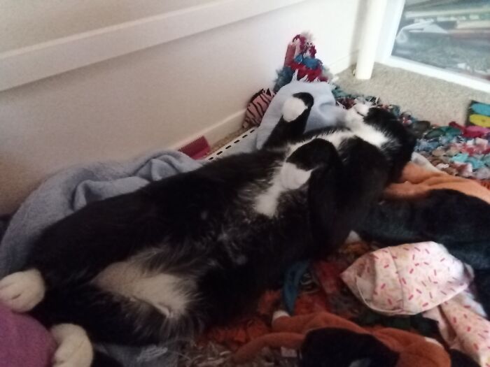 My Adopted Cat. He Was A Stray With A Broken Tail And Someone Took Care Of Him For Awhile But It Was Difficult . This Is My Buddy Charlie Now