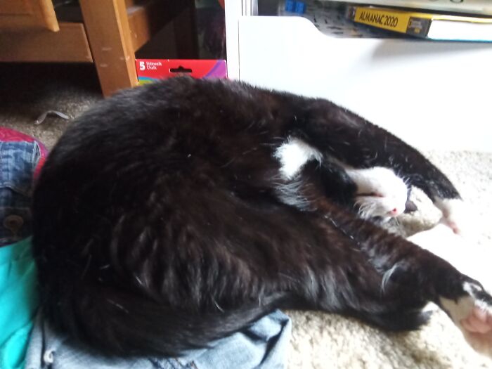 He Usually Sleeps Like This..*random Cat Alien Feedback Noises*