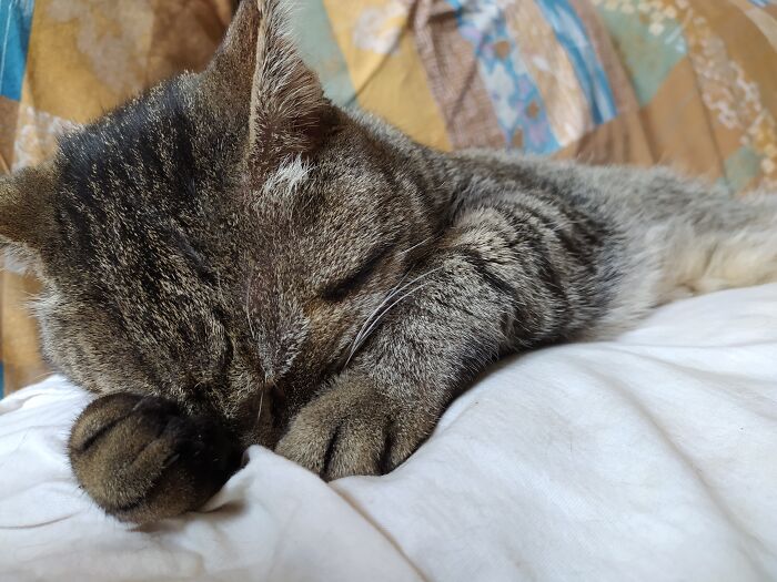 Brú, Recovered From The Street. He Was Full Of Fleas And Wounds. This Is Him After 2 Year And 2 Surgical Operations. He's Sleeping On My Tummy.