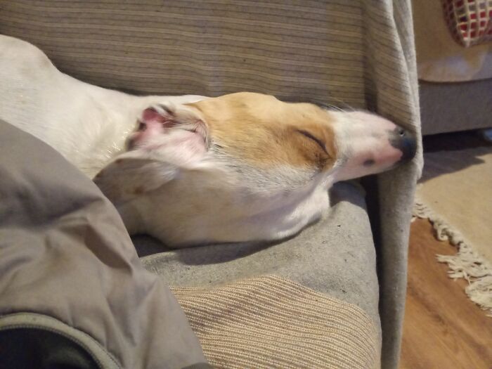 Tonk The Terrier. Been A Hard Day...