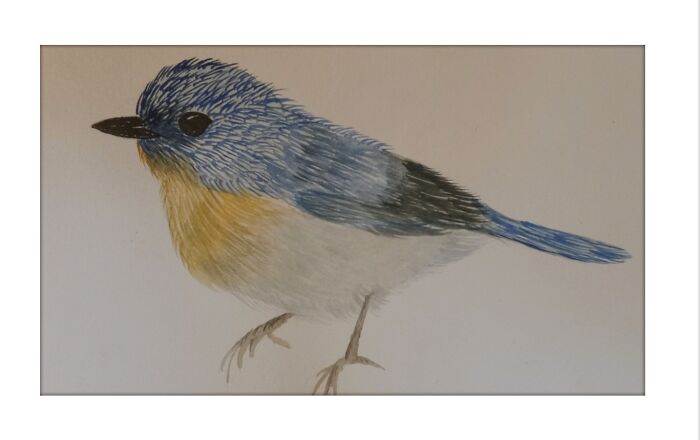 The Blue Flycatcher