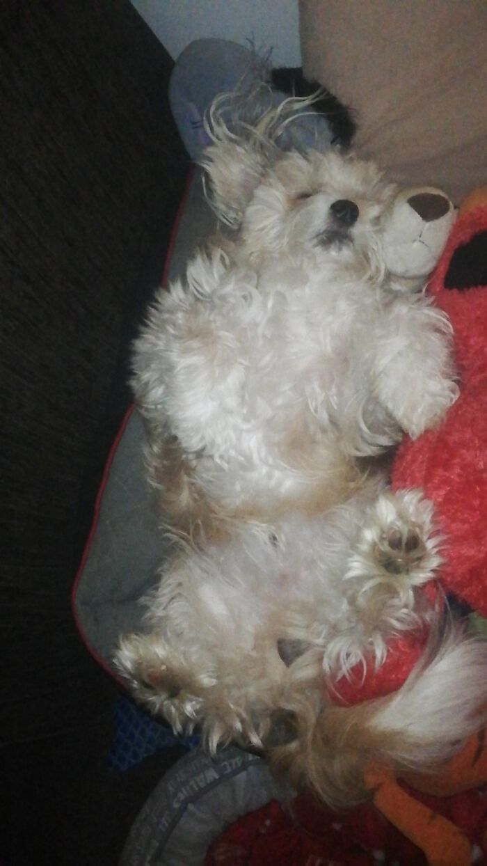 Chewbacca Crashed Out With Elmo And All His Other Friends