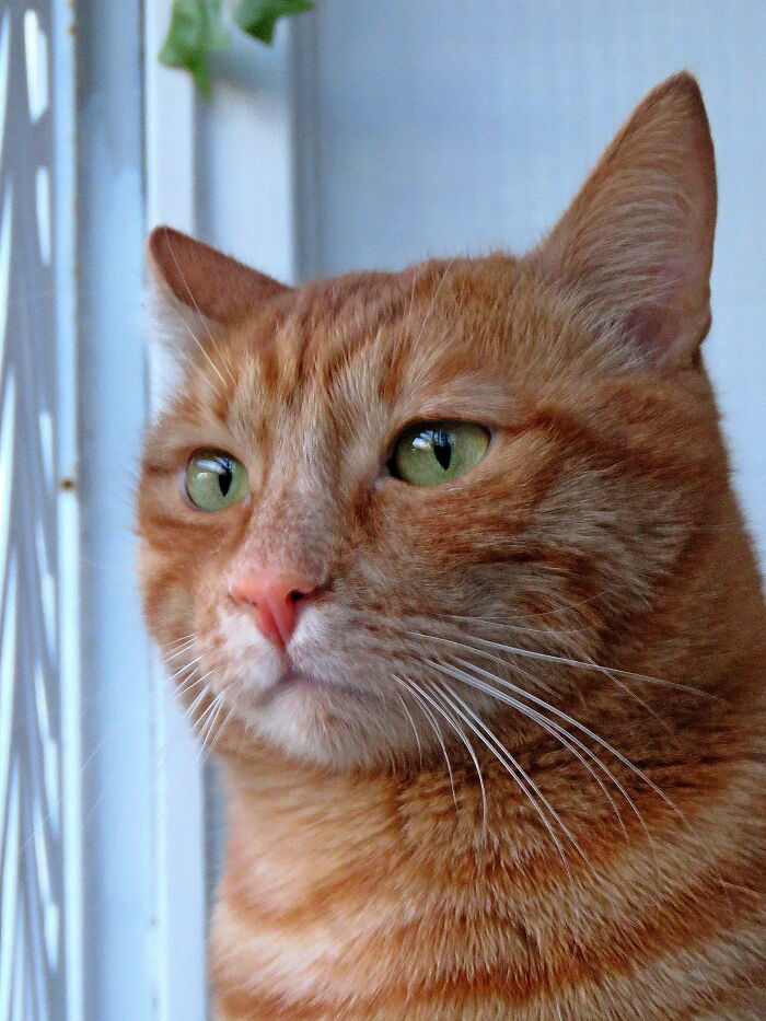 He Comes From The Street But Has A Royal Attitude, My Sweet Boy :d