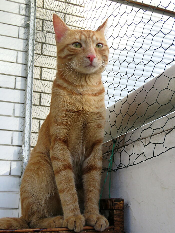 Ruined Pigeon Hunt, Very Angry :):)