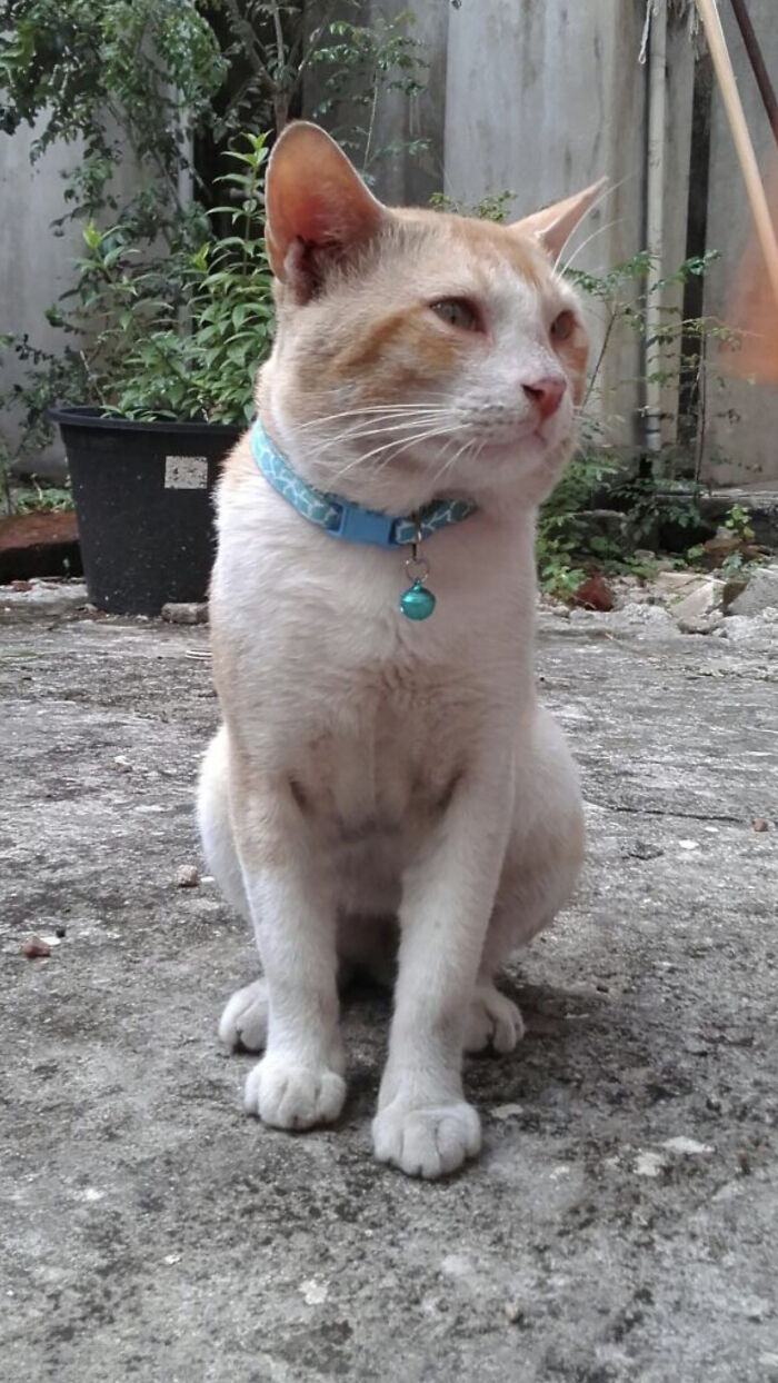 Dapper Who Was Taken From Us Too Soon. Miss You Buddy :(