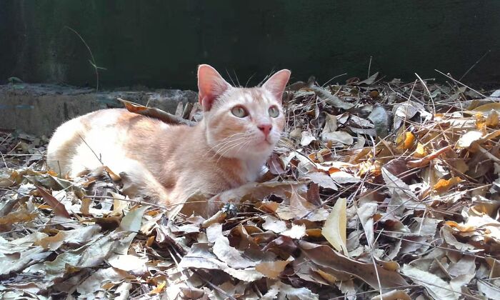 Mommy Puss. We Miss You :(