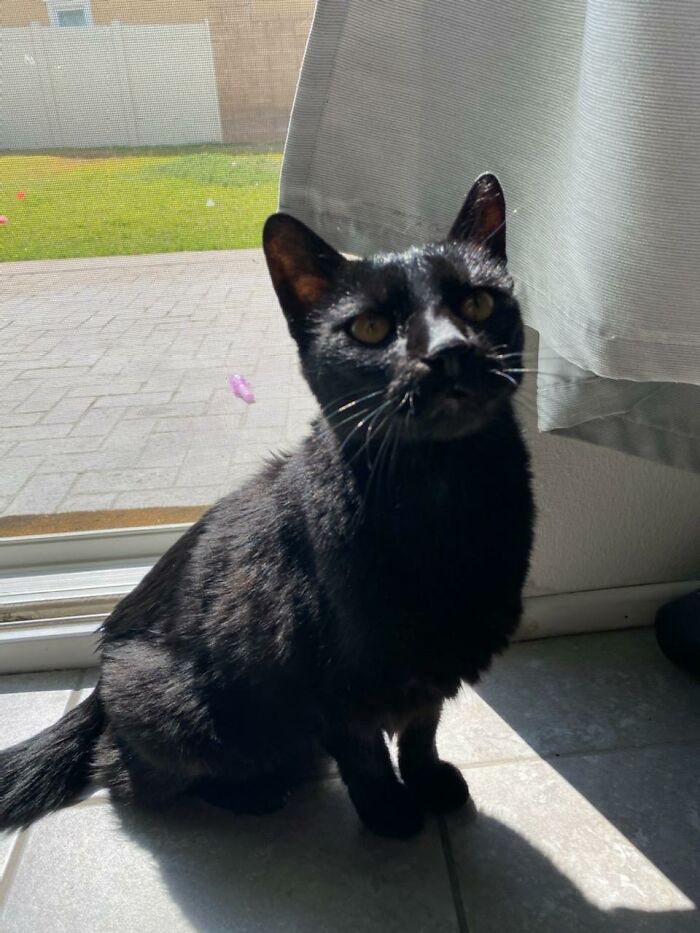 This Cat Left Us About A Year Ago. He Made Us Happy For 15 Years