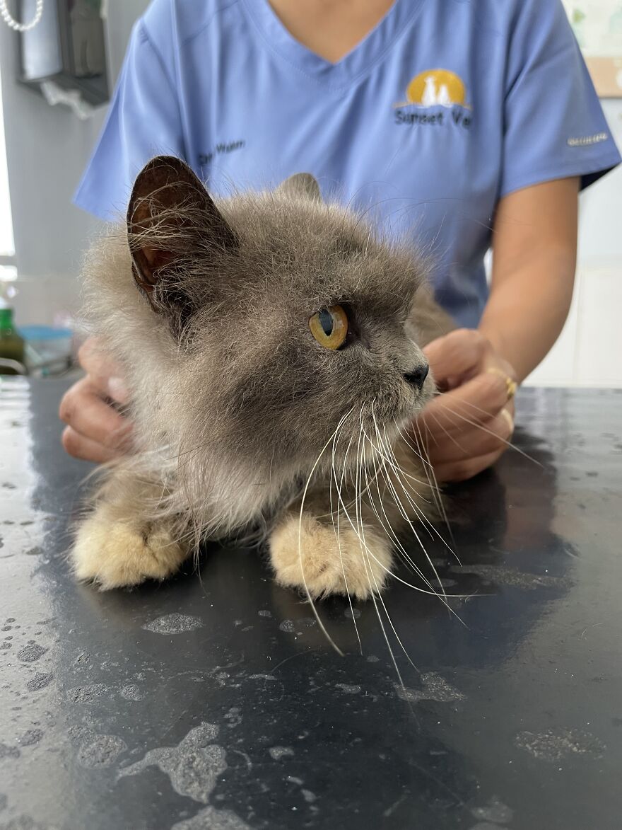 Bali&rsquo;s Very Own Rescued Grumpy Cat