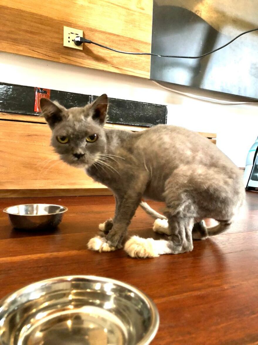 Bali&rsquo;s Very Own Rescued Grumpy Cat