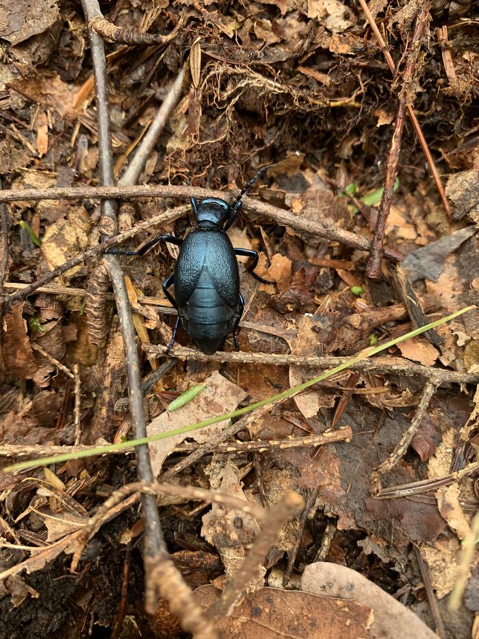 Found This Cool Beetle On A Hike