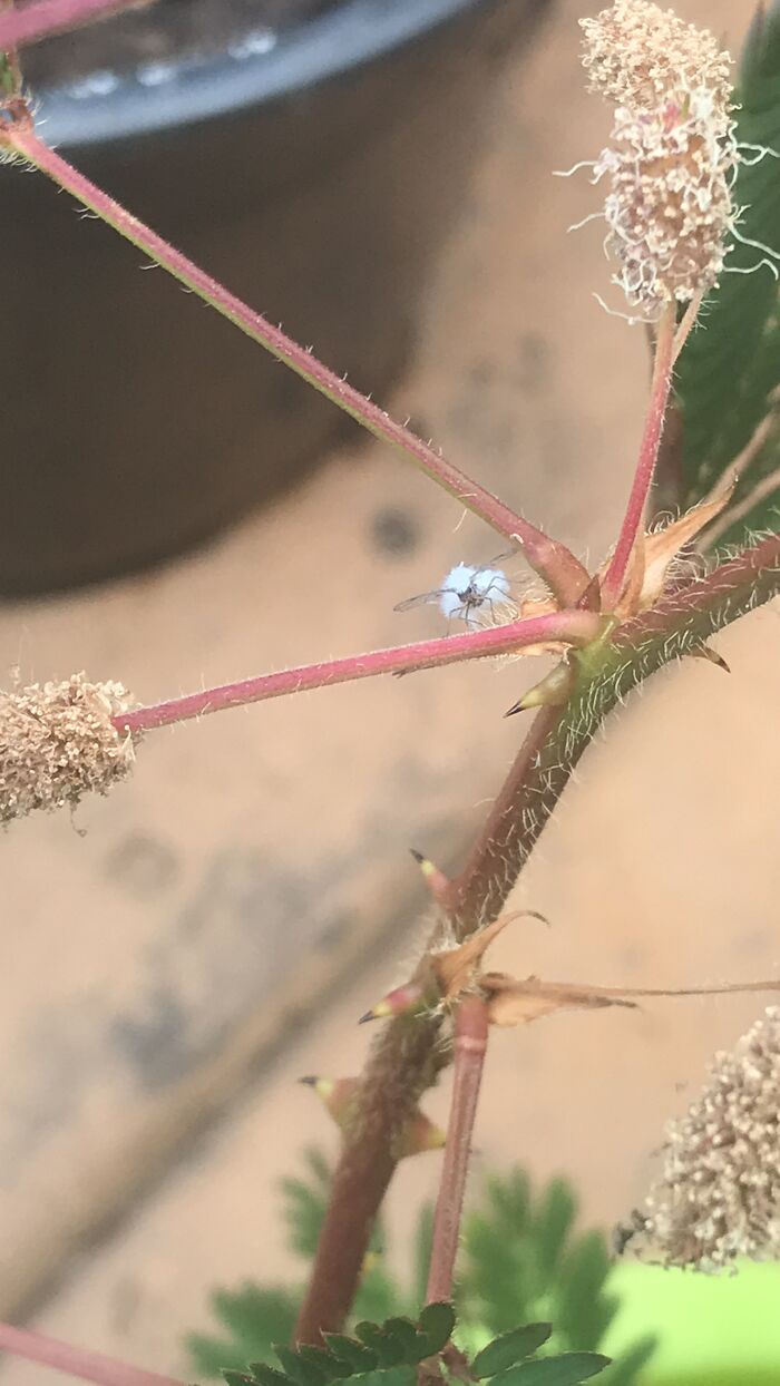 Fairy Aphid On Sensitive Plant, So Delicate So Cute!