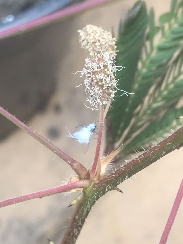 Fairy Aphid, My Favorite! Looks Like A Mix Between A Fairy And Cute Mouse